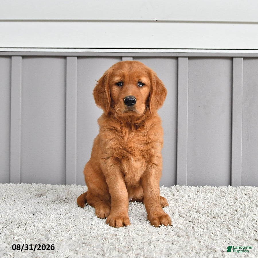 Golden Retriever dogs Sadie - Ad 1