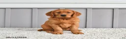 Golden Retriever dogs for sale: Sadie - Ad 1