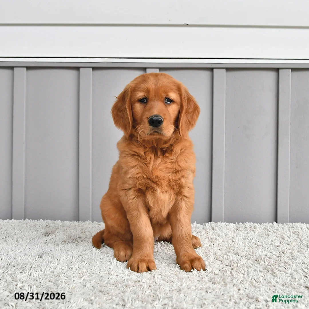 Golden Retriever dogs for sale: Sadie - Ad 1