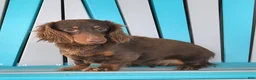 Miniature Dachshund dogs for sale: Archie - Ad 7