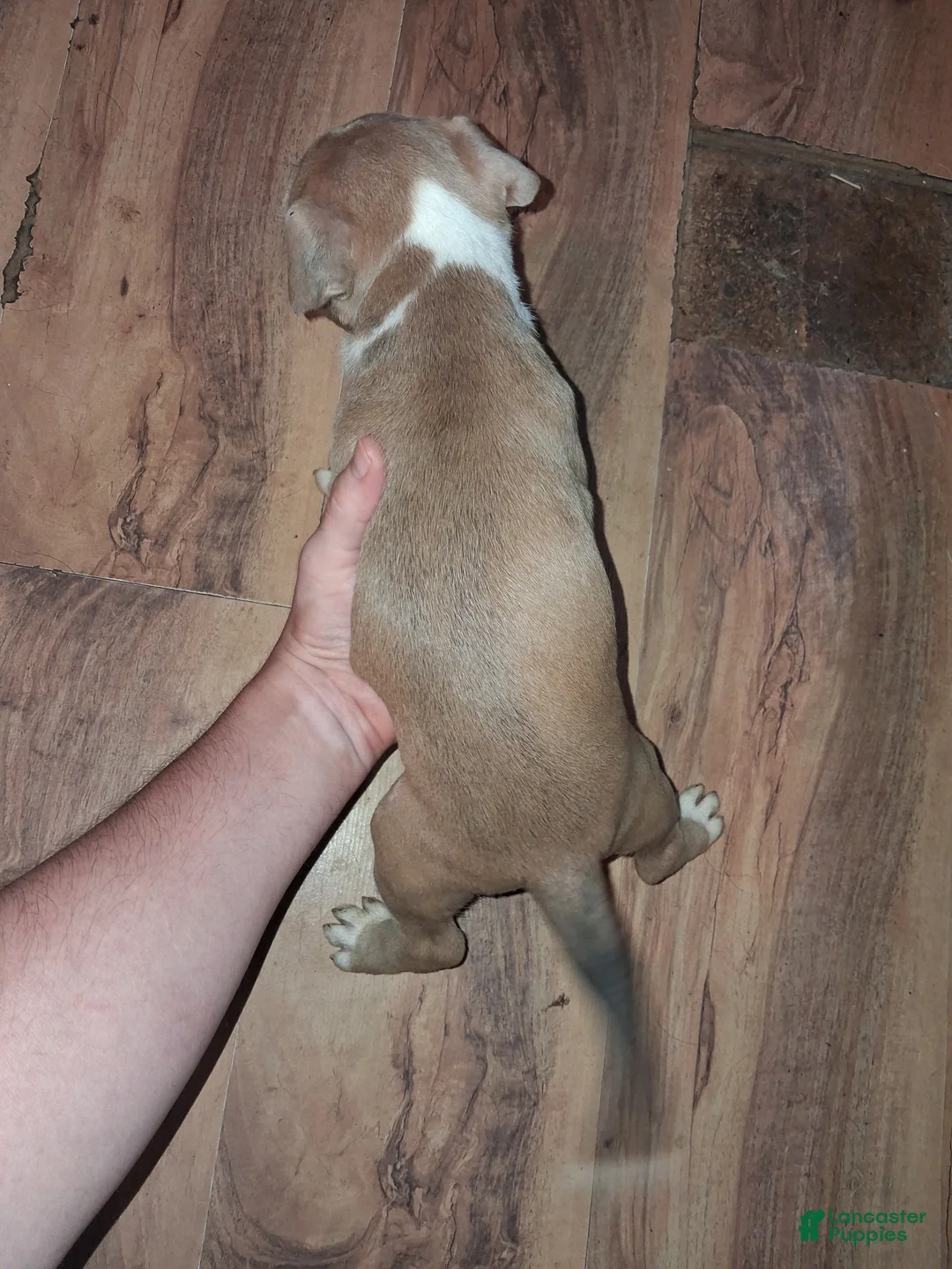 American Pit Bull Terrier dogs for sale: American Pit Bull Terrier 8 - Ad 2
