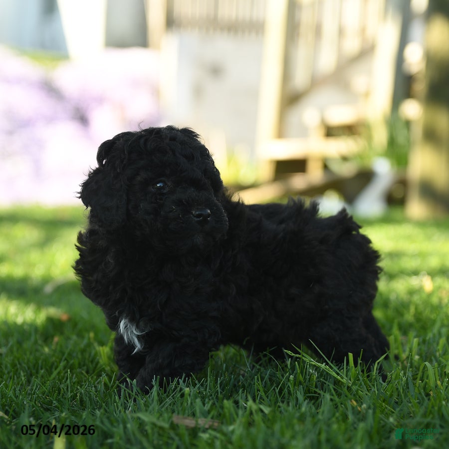 Mini Aussiedoodle dogs Pepper - Ad 2