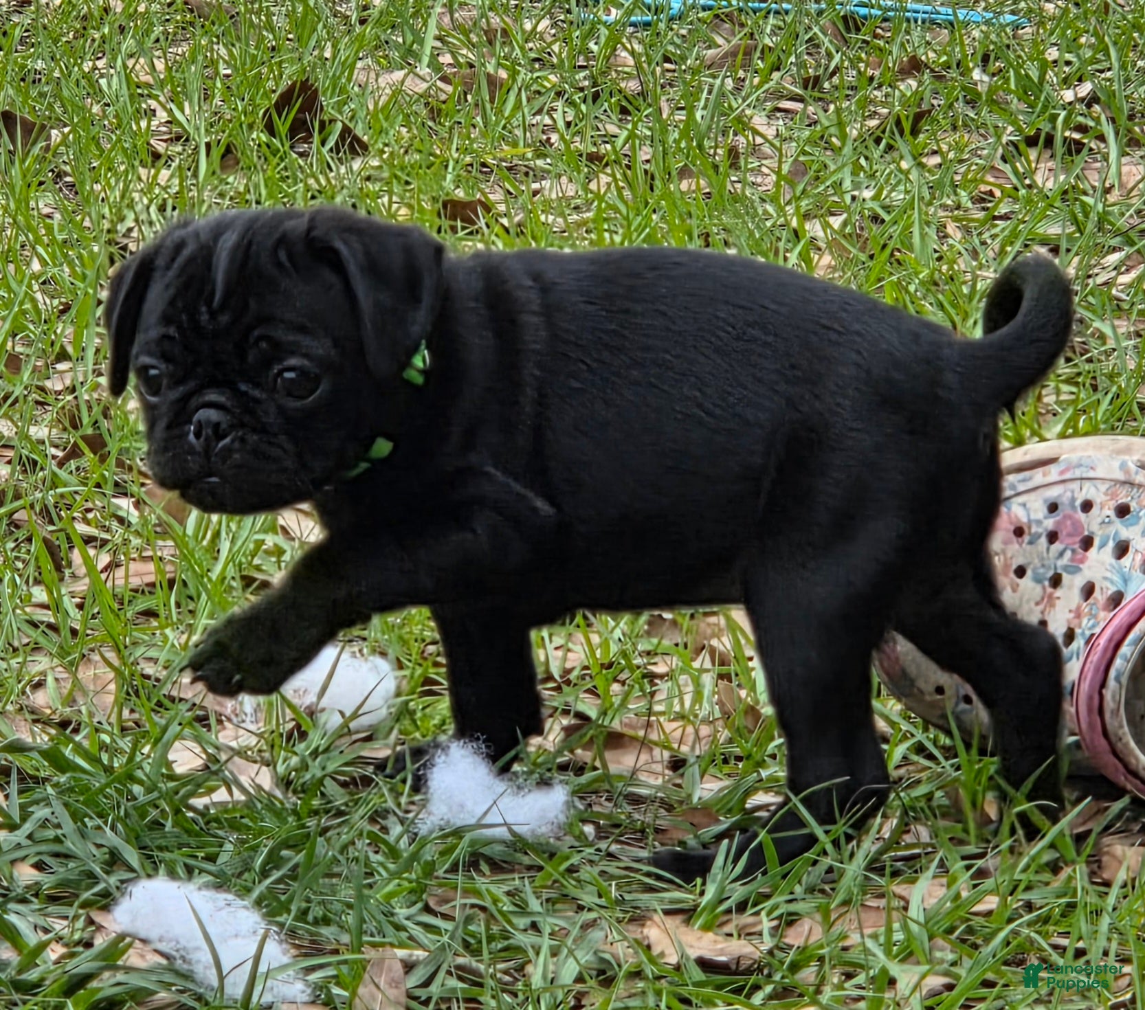 Pug dogs Cooper  - Ad 1