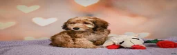 Cavapoo dogs for sale: Penny - Ad 5
