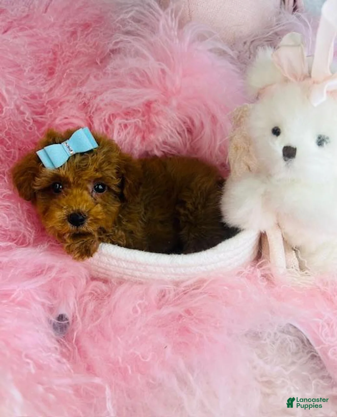 Miniature Poodle dogs for sale: Miniature Poodle 3 - Ad 3