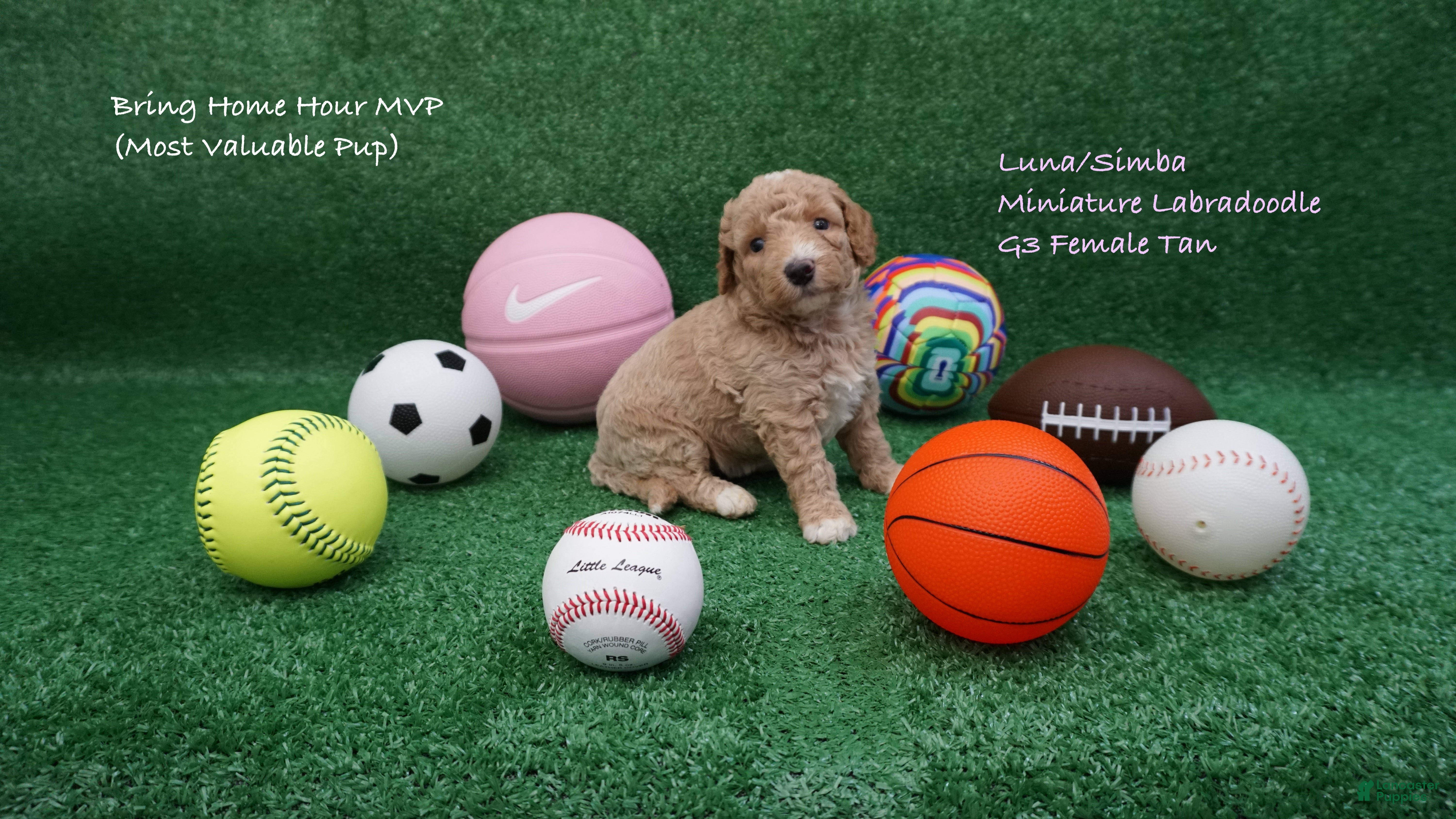 Miniature Labradoodle dogs LS G3 - Ad 18