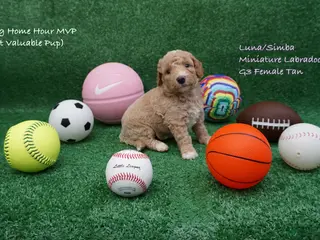 Miniature Labradoodle dogs LS G3 - Ad 18