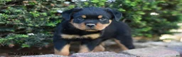 Rottweiler dogs for sale: Lamar - Ad 1