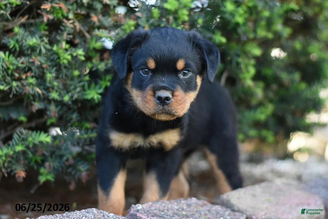 Rottweiler dogs for sale: Lamar - Ad 1