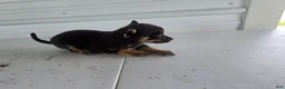 Chihuahua dogs for sale: Maverick  - Ad 4
