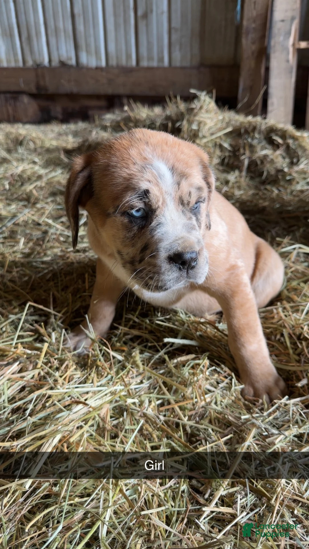 English Mastiff dogs for sale: English Mastiff Puppy 4 - Ad 4