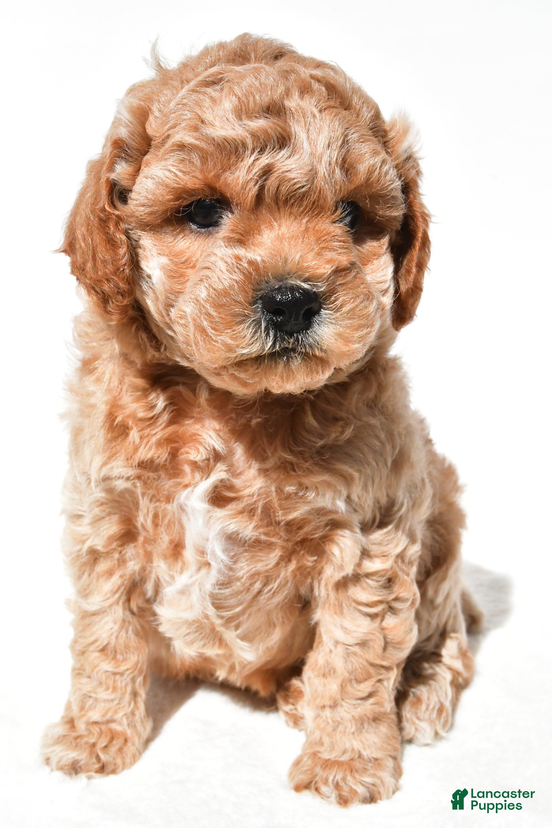 Miniature Poodle dogs Milo - Ad 2