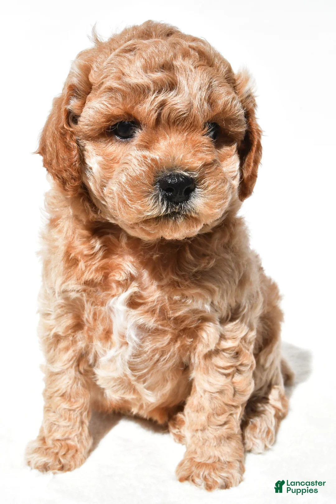 Miniature Poodle dogs for sale: Milo - Ad 2