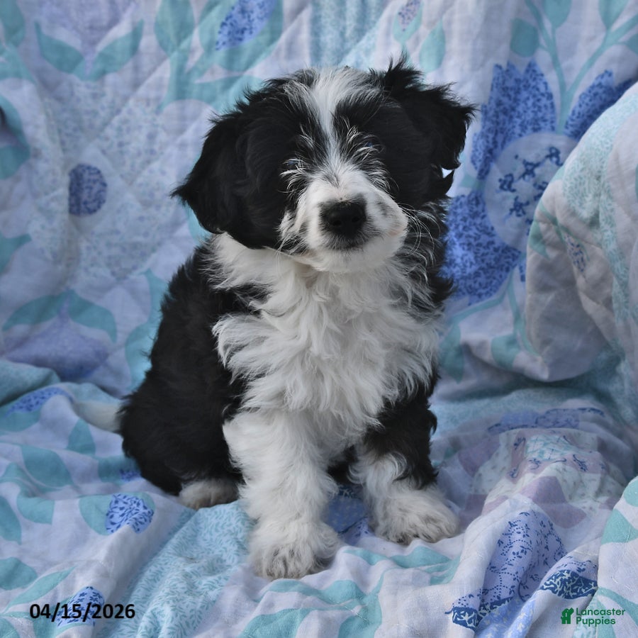 Mini Aussiedoodle dogs Marley - Ad 1