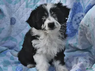 Mini Aussiedoodle dogs for sale: Marley - Ad 2