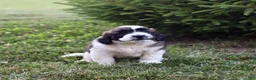 Saint Berdoodles dogs for sale: Belle - Ad 3