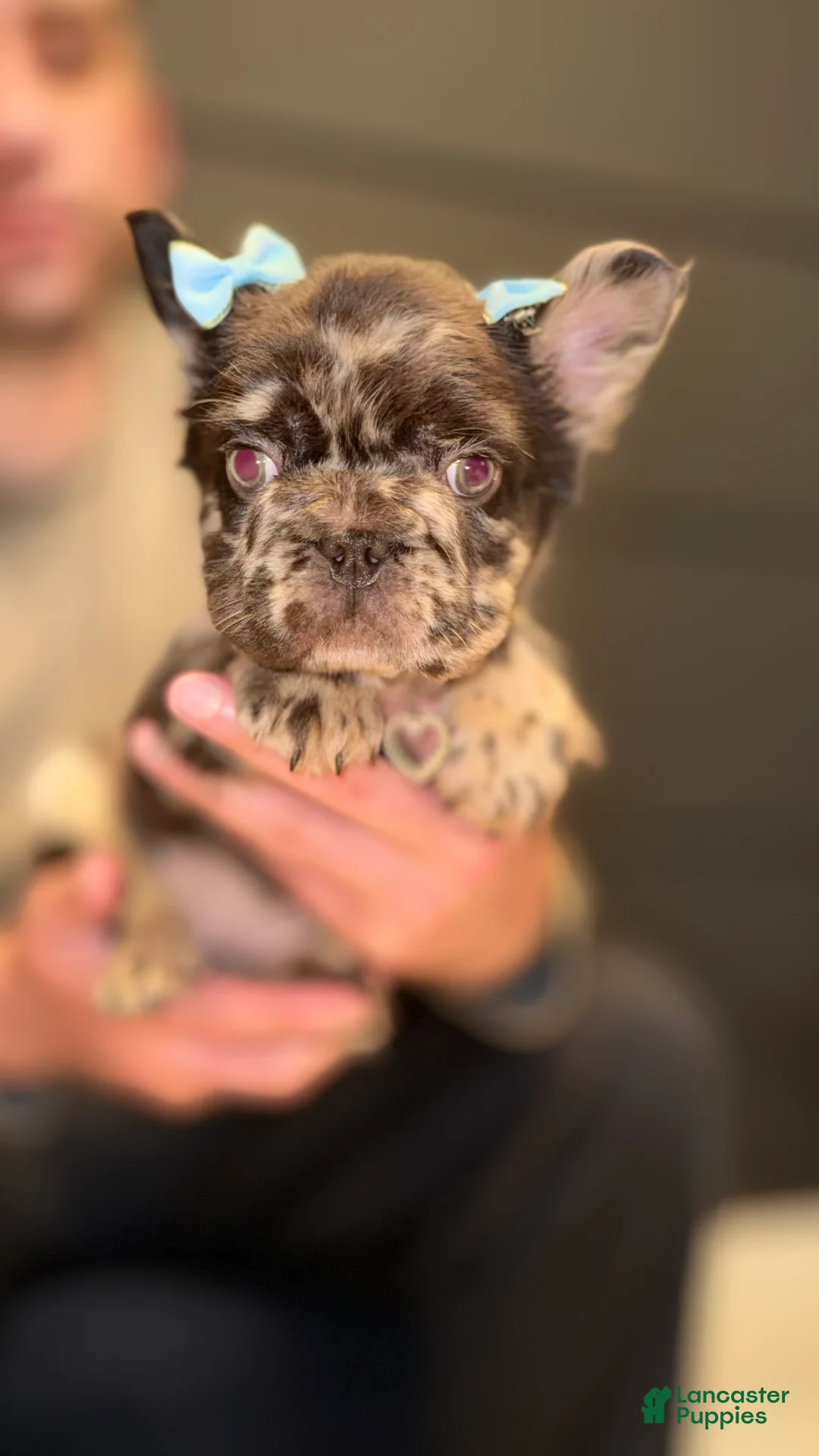 French Bulldog dogs for sale: Voilet - Ad 1