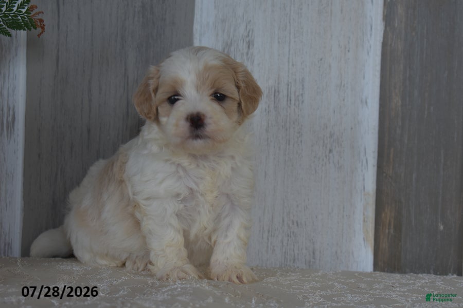 Maltipoo dogs Patsy - Ad 2