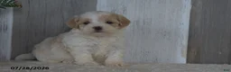 Maltipoo dogs for sale: Patsy - Ad 2