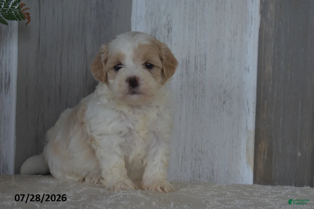 Maltipoo dogs for sale: Patsy - Ad 2