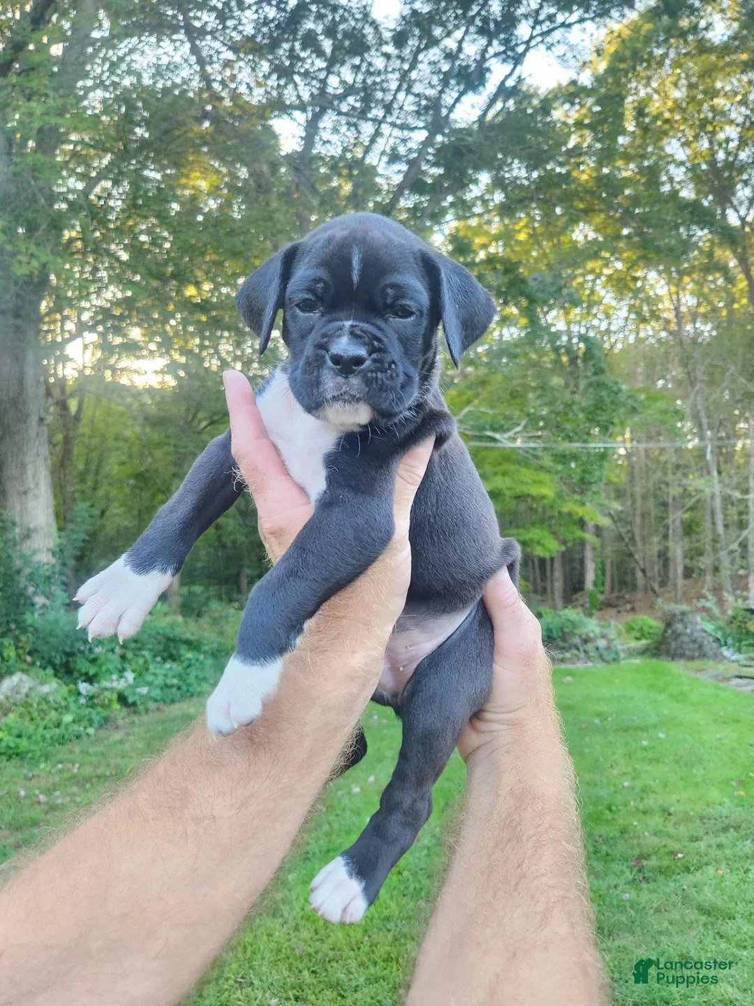 Boxer dogs for sale: Boxer 3 - Ad 1