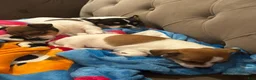 Chihuahua dogs for sale: Chihuahua 1 - Ad 6