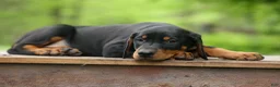 Doberman Pinscher dogs for sale:  Delta (Black Rust) 🖤🐾 - Ad 7