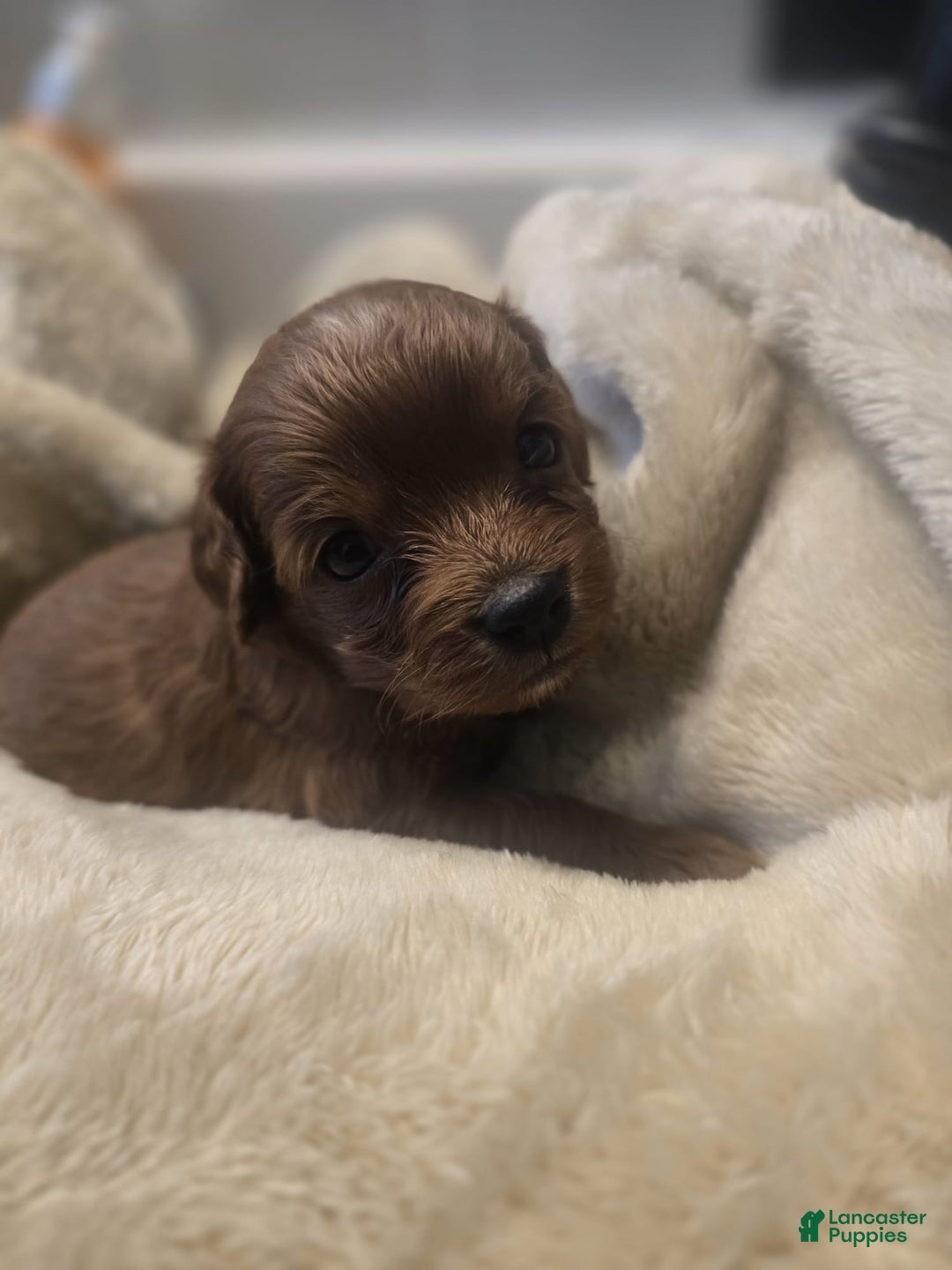 Cavapoo dogs for sale: Cookie - Ad 1