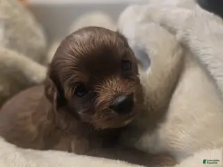 Cavapoo dogs Cookie - Ad 25