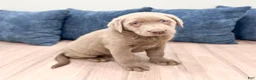 Labrador Retriever dogs for sale: Sydney - Ad 3