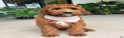 Irish Doodle dogs for sale: Harrison - Ad 3