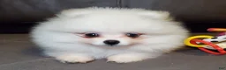Pomeranian dogs for sale: Nugget - Ad 7