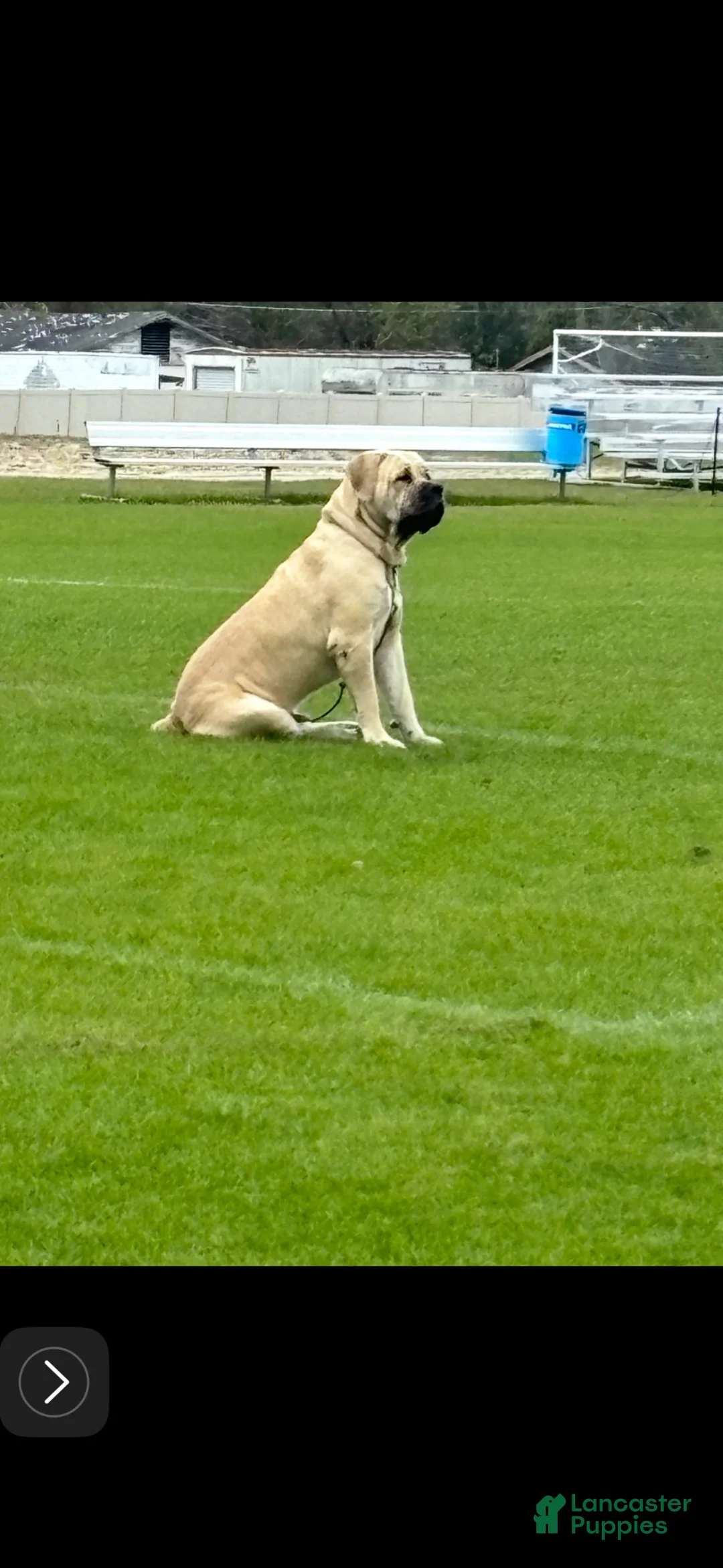 Cane Corso dogs for sale: Cane Corso 2 - Ad 4