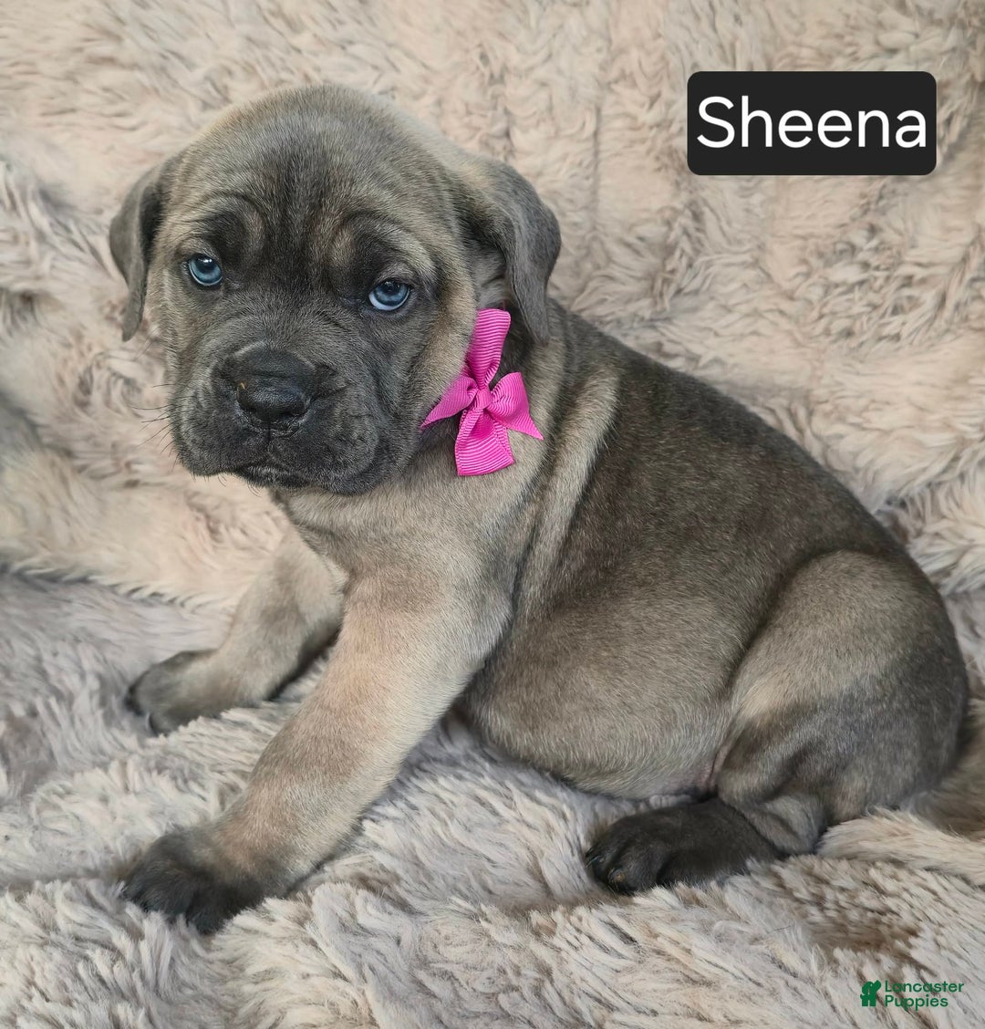 Cane Corso dogs for sale: Sheena - Ad 2