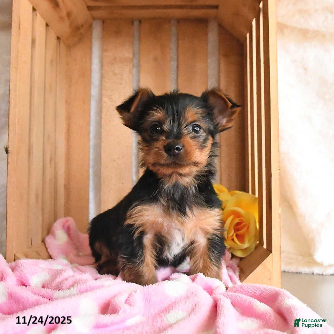 Yorkshire Terrier dogs for sale: Hershey - Ad 2