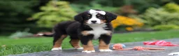 Bernese Mountain Dog dogs for sale: Dolly - Ad 4