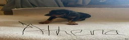 Doberman Pinscher dogs for sale: Doberman Pinscher Puppy 3 - Ad 1
