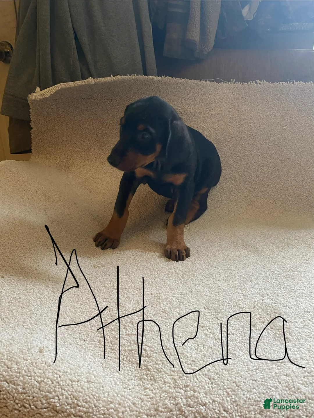 Doberman Pinscher dogs for sale: Doberman Pinscher Puppy 3 - Ad 1