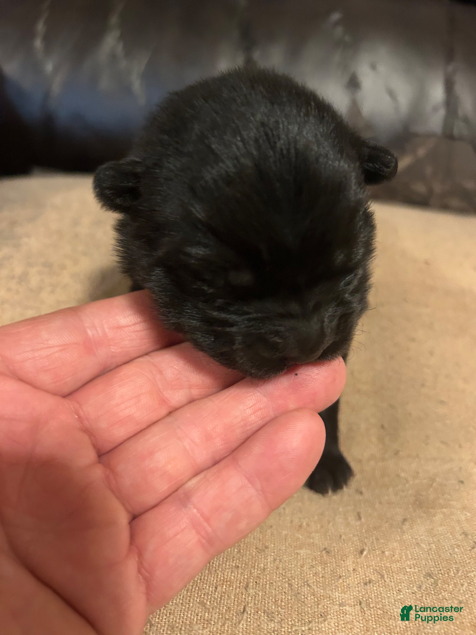 Chow Chow dogs #4 Ready for her new home 08/03/2026 new video too - Ad 2