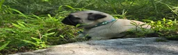 Pug dogs for sale: Jack - Ad 7