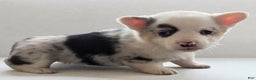 American Corgi dogs for sale: Josie - Ad 1