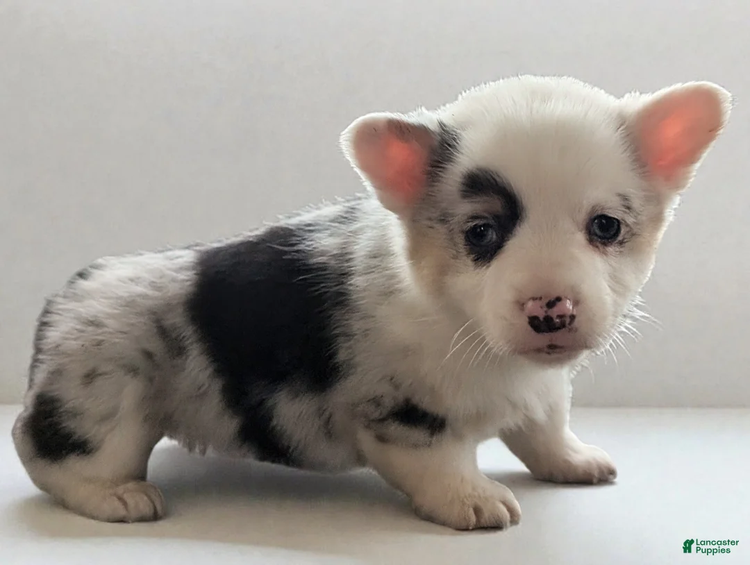 American Corgi dogs for sale: Josie - Ad 1