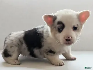 American Corgi dogs Josie - Ad 1