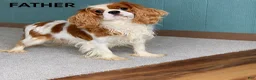 Cavalier King Charles Spaniel dogs for sale: Benny - Ad 12