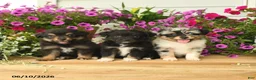 Toy Australian Shepherd dogs for sale: Adrian - Ad 5