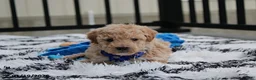 Bichpoo dogs for sale: Rolo - Ad 31