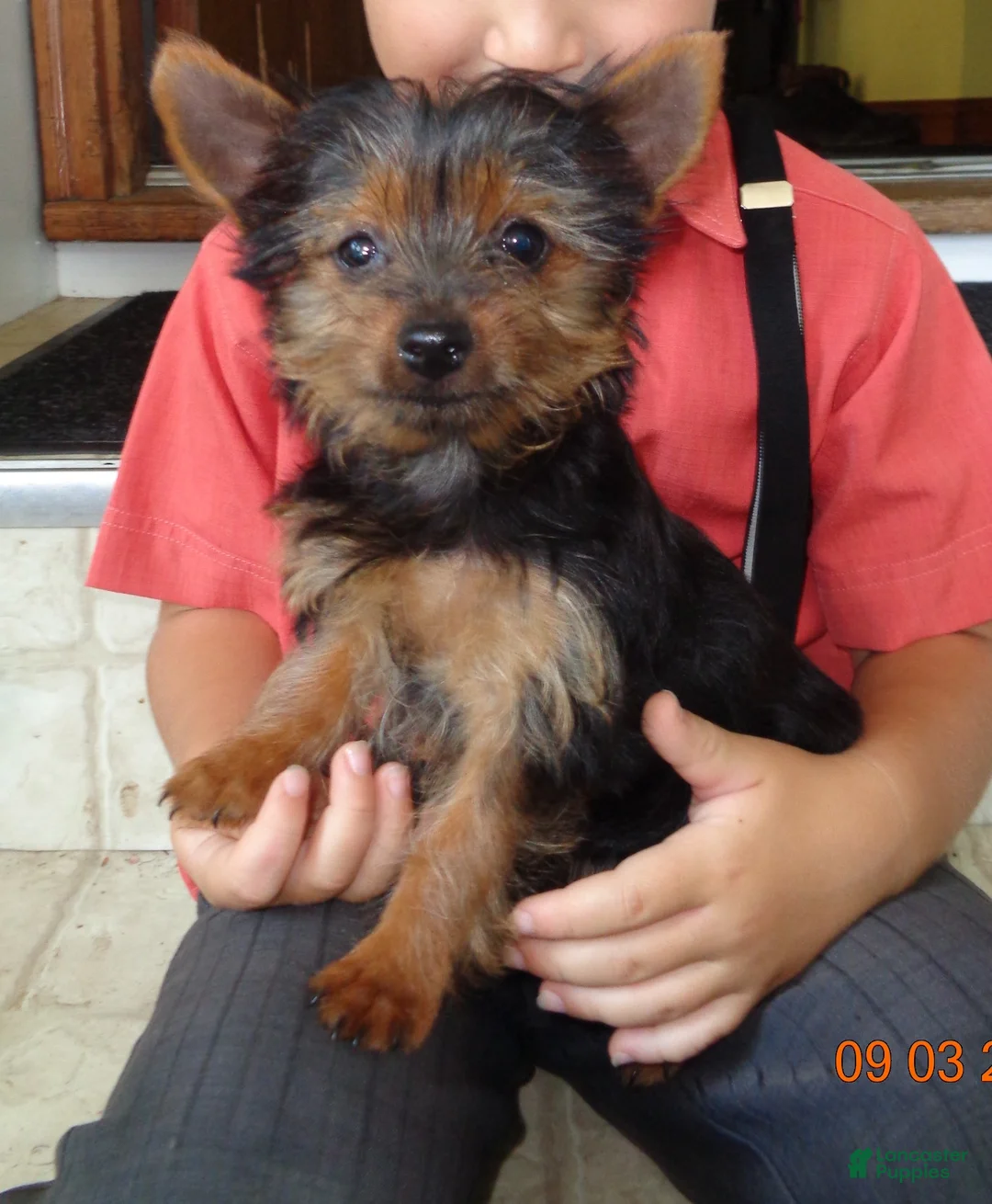 Yorkshire Terrier dogs for sale: Tilly   EXTRA SMALL - Ad 2