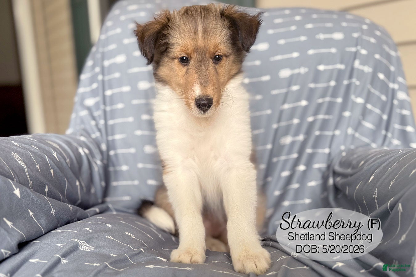 Shetland Sheepdog dogs Strawberry - Ad 2