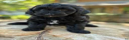 Yorkiepoo dogs for sale:  Leo - Ad 5