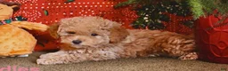 Mini Goldendoodle dogs for sale: Cuddles - Ad 2